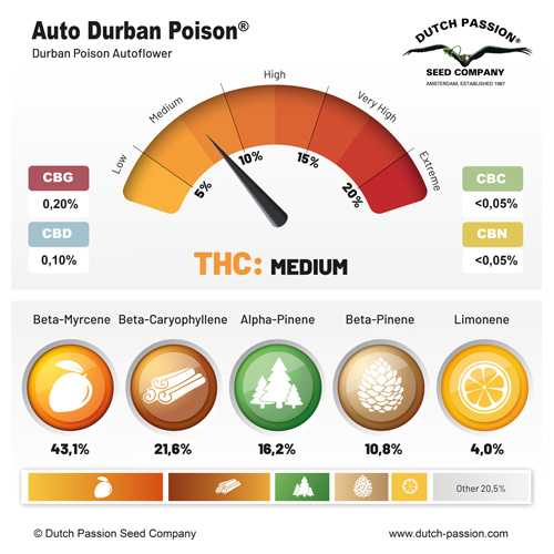 Auto Durban Poison Terpenes and Cannbinoids